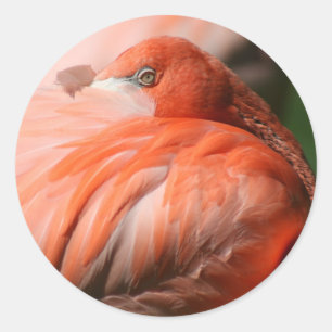 Flamingo Sticker