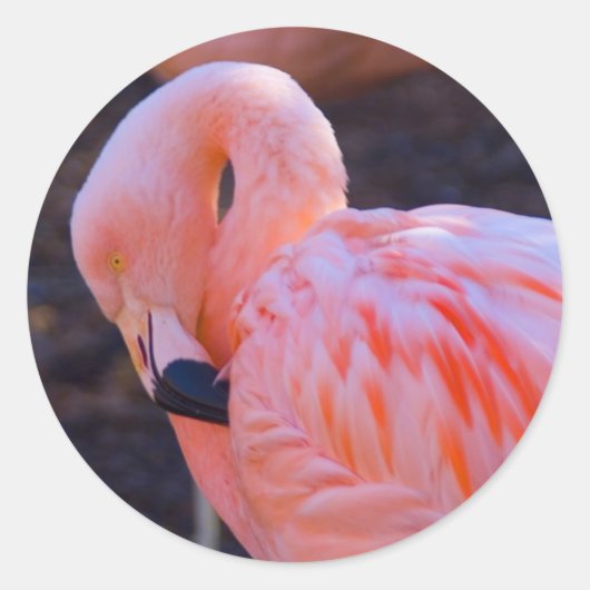 Flamingo Sticker (Vorderseite)