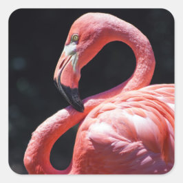 Flamingo Sticker