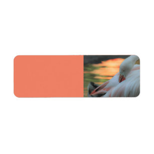 Flamingo Sunset Rücksendeadresse