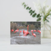 Flamingo-Tanz Postkarte (Stehend Vorderseite)