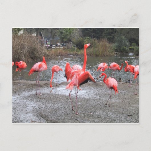 Flamingo-Tanz Postkarte (Vorderseite)