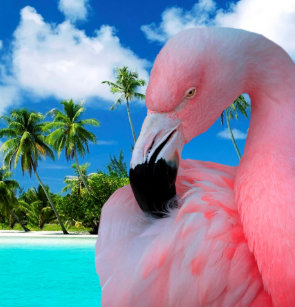 Get Strand kuestenduschvorhaenge Free Strand Kuestenduschvorhaenge