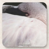 Flamingo Untersetzer (Vorderseite)