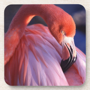 Flamingo Untersetzer Set