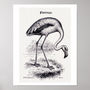 "Flamingo-" Vintage Illustration Poster