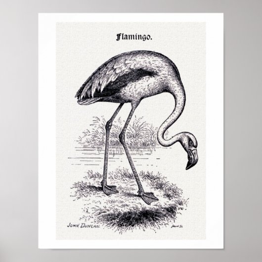 "Flamingo" Vintage-Illustration Poster (Vorne)
