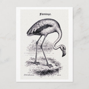 "Flamingo" Vintage-Illustration Postkarte