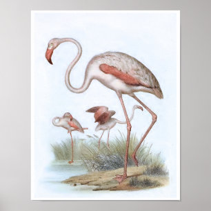 Flamingo Vintage-Vogelillustration Poster