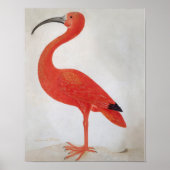 Flamingo - Vintages Kunstposter Poster (Vorne)
