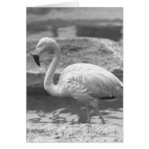 Flamingo Wading in Wasser B&W