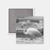 Flamingo Wading in Wasser B&W Magnet (Vorderseite/Rückseite)
