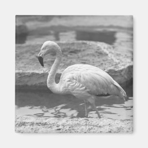 Flamingo Wading in Wasser B&W Magnet