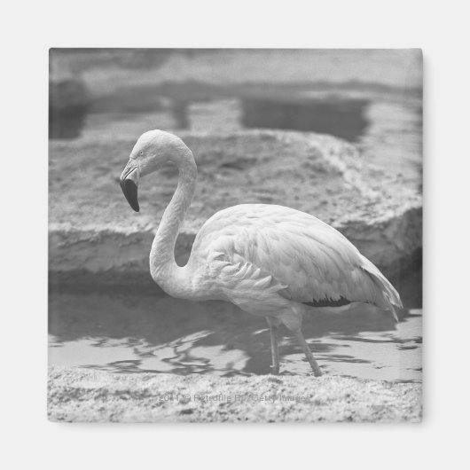 Flamingo Wading in Wasser B&W Magnet (Vorne)
