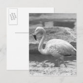 Flamingo Wading in Wasser B&W Postkarte (Vorne/Hinten)