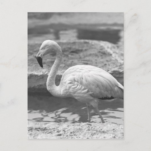 Flamingo Wading in Wasser B&W Postkarte (Vorderseite)