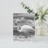 Flamingo Wading in Wasser B&W Postkarte (Stehend Vorderseite)