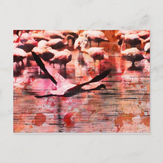 Flamingo Wisdom Postkarte (Vorderseite)