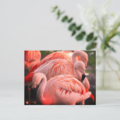 Flamingoes Postkarte (Stehend Vorderseite)