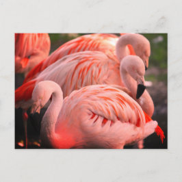 Flamingoes Postkarte