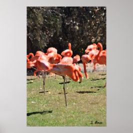 Flamingoes Print Poster