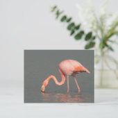 Flamingogrußkarte Postkarte (Stehend Vorderseite)