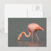 Flamingogrußkarte Postkarte (Vorne/Hinten)