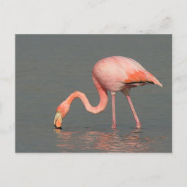 Flamingogrußkarte Postkarte