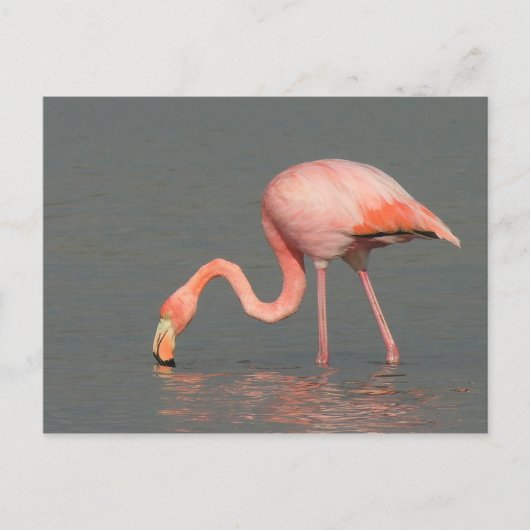 Flamingogrußkarte Postkarte (Vorderseite)