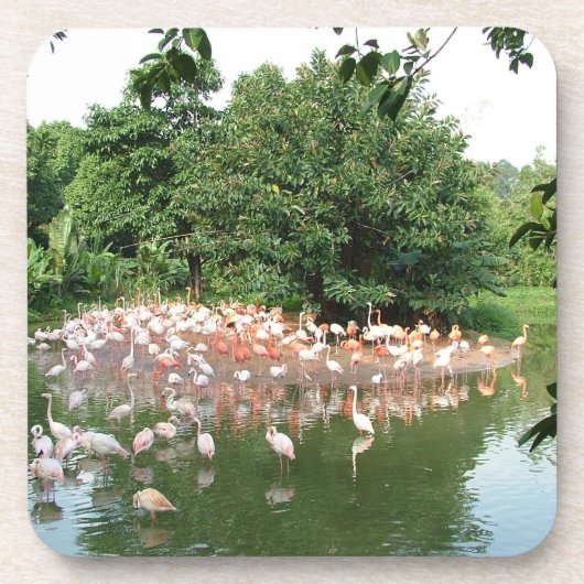 Flamingoherde Getränkeuntersetzer (Vorderseite)