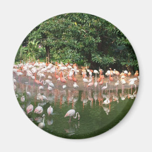 Flamingoherde Magnet