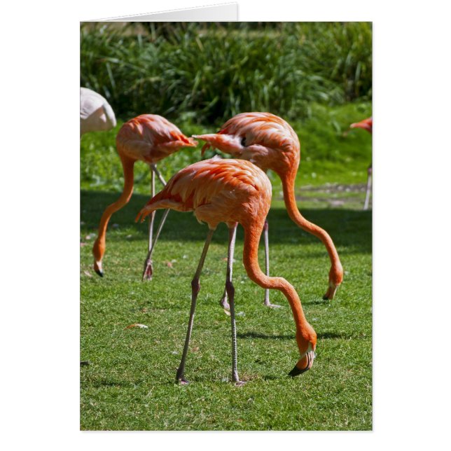 Flamingos (Vorne)