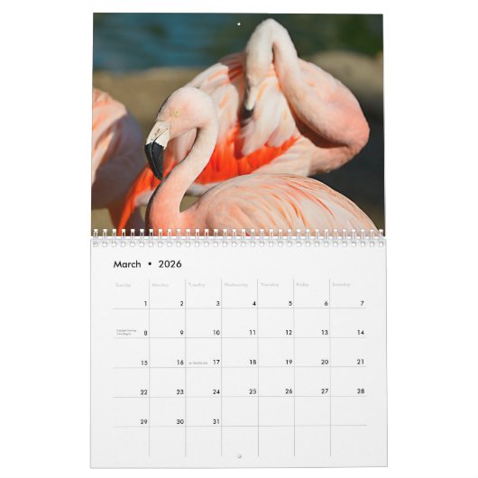 Flamingos 12 Monate Kalender (Mär 2026)