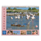 Flamingos 12 Monate Kalender (Titelbild)