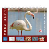 Flamingos 12 Monate Kalender (Titelbild)