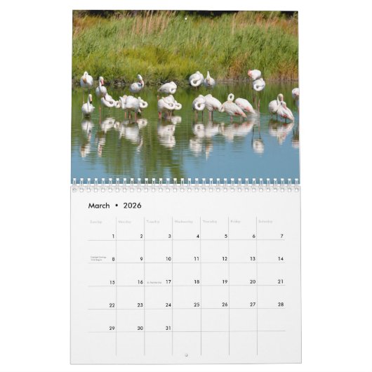 Flamingos 12 Monate Kalender (Mär 2026)