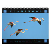 Flamingos 12 Monate Kalender (Titelbild)