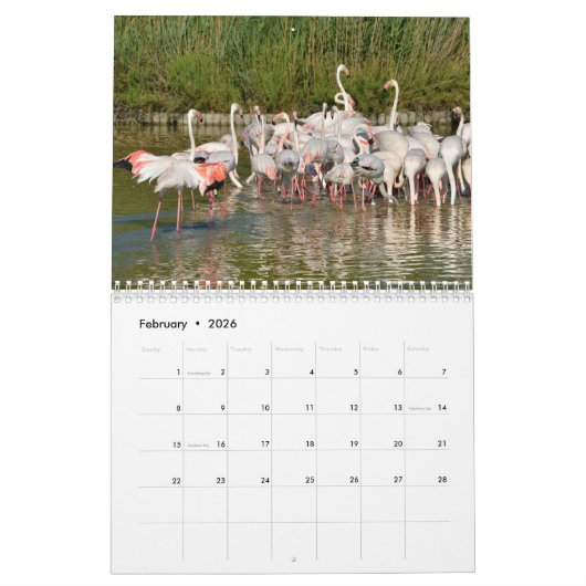 Flamingos 12 Monate Kalender (Feb 2026)