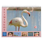 Flamingos 12 Monate Kalender (Titelbild)