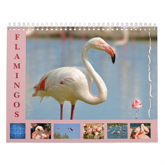 Flamingos 12 Monate Kalender (Titelbild)
