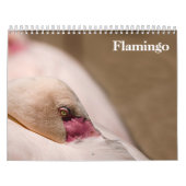 Flamingos 2025 kalender (Titelbild)