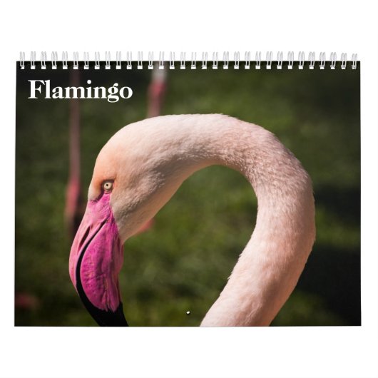 Flamingos 2025 kalender (Titelbild)