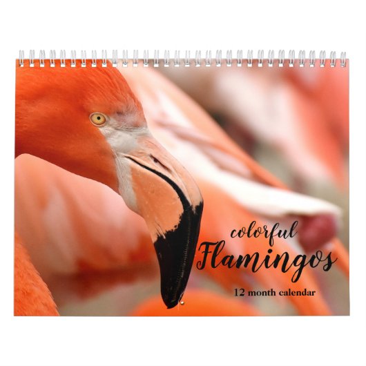 Flamingos 2026 kalender (Titelbild)