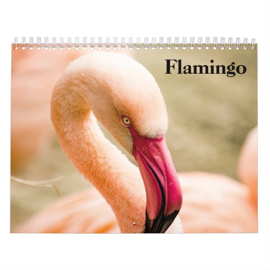 Flamingos 2027 kalender (Titelbild)