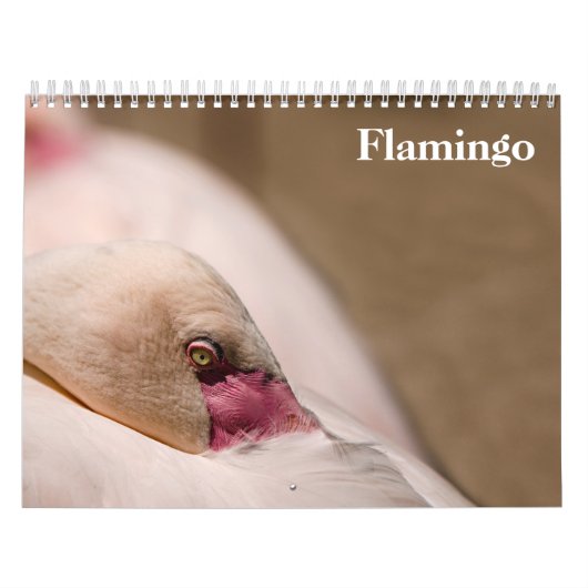 Flamingos 2027 kalender (Titelbild)