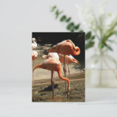 Flamingos 2 postkarte (Stehend Vorderseite)