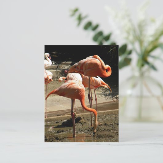 Flamingos 2 postkarte (Stehend Vorderseite)