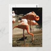 Flamingos 2 postkarte (Vorne/Hinten)