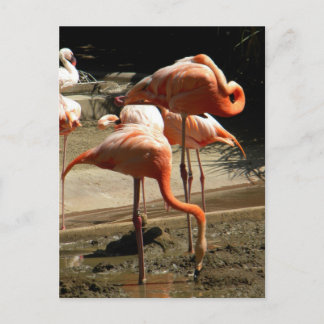 Flamingos 2 postkarte