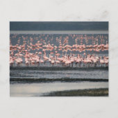 Flamingos am Nakuru-See in Kenia Postkarte (Vorderseite)